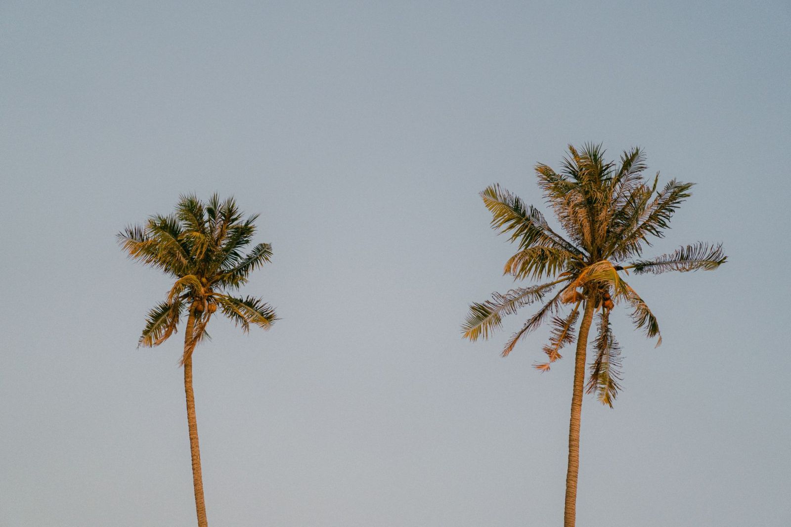 Lamai